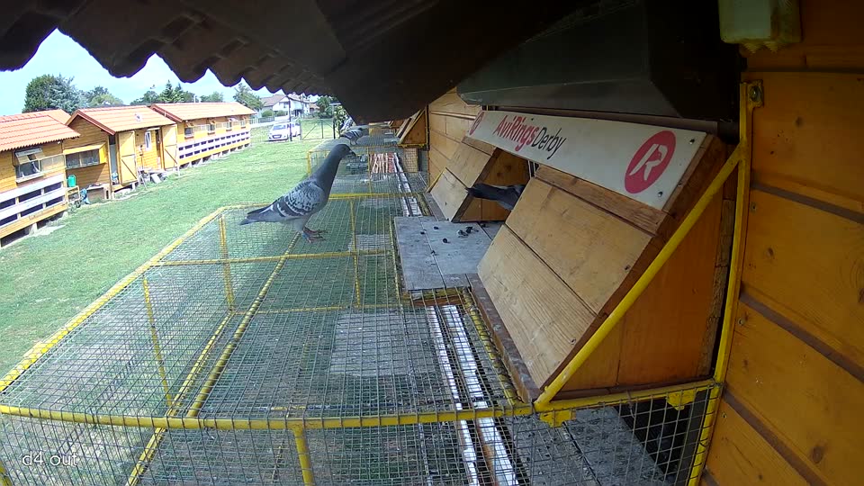 Pigeon Arrival Image For Race Race 4