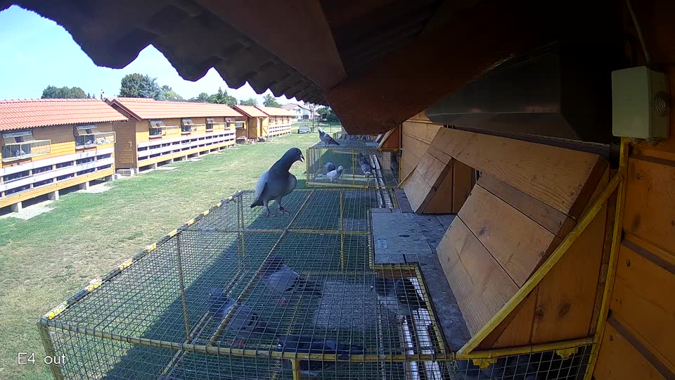 Pigeon Arrival Image For Race Race 1
