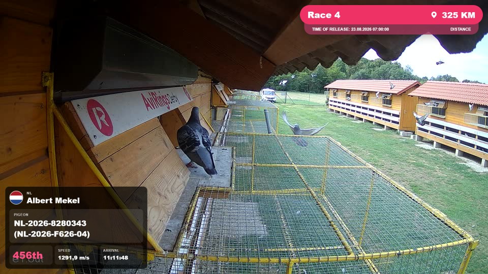 Pigeon Arrival Image For Race Race 4