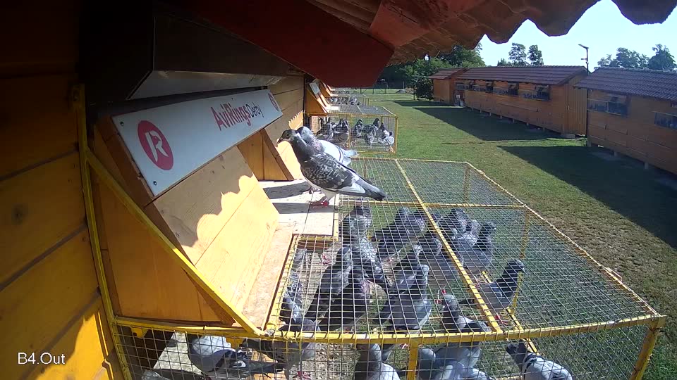 Pigeon Arrival Image For Race Race 3