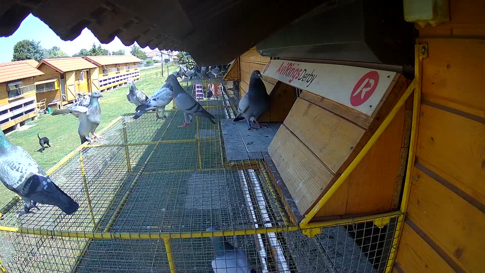 Pigeon Arrival Image For Race Race 2