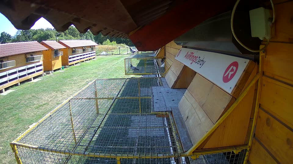 Pigeon Arrival Image For Race Race 5