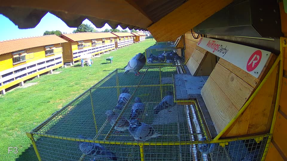 Pigeon Arrival Image For Race Race 4