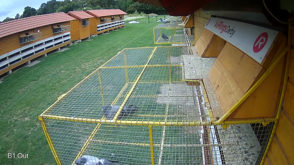 Pigeon Arrival Image For Race Race 6
