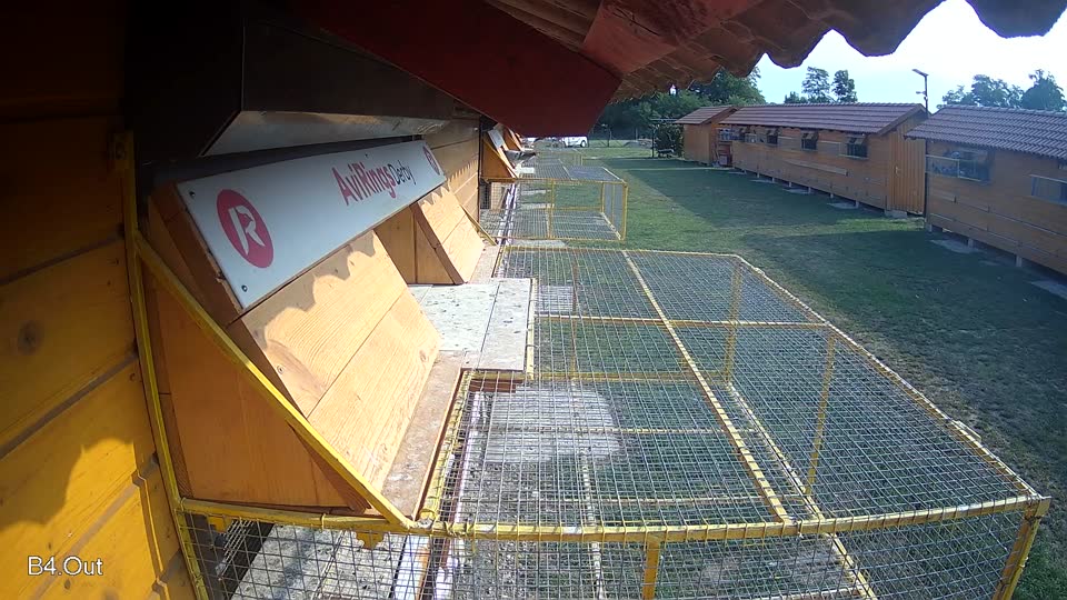 Pigeon Arrival Image For Race Race 4