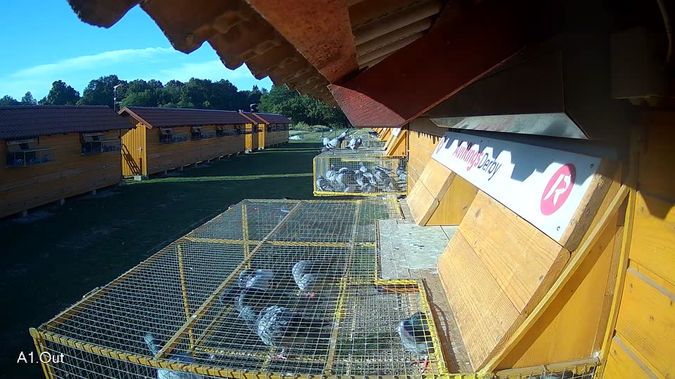 Pigeon Arrival Image For Race Race 5