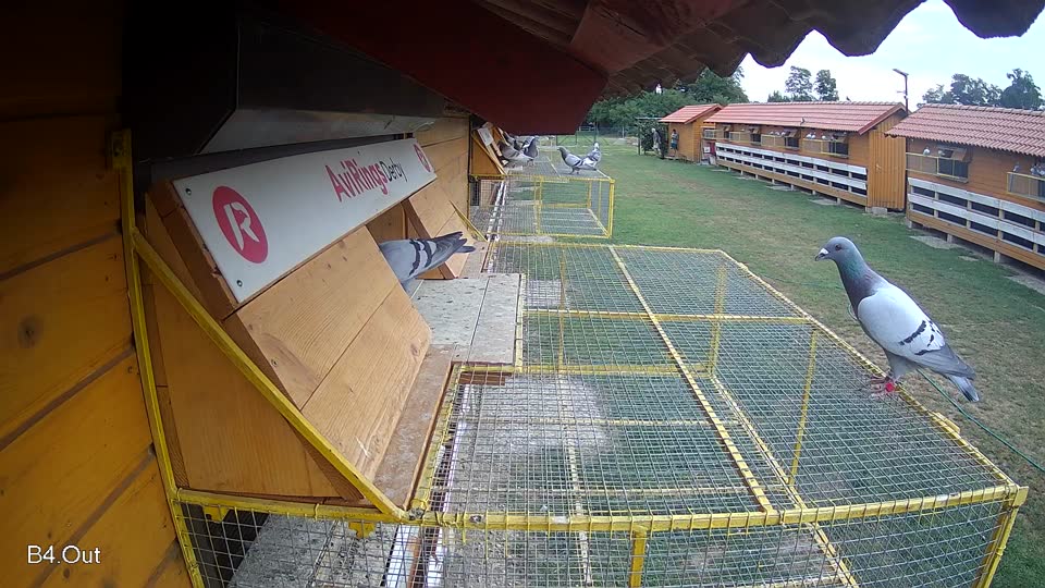 Pigeon Arrival Image For Race Race 3