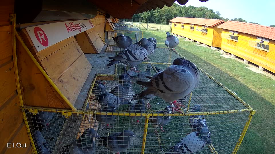 Pigeon Arrival Image For Race Race 4