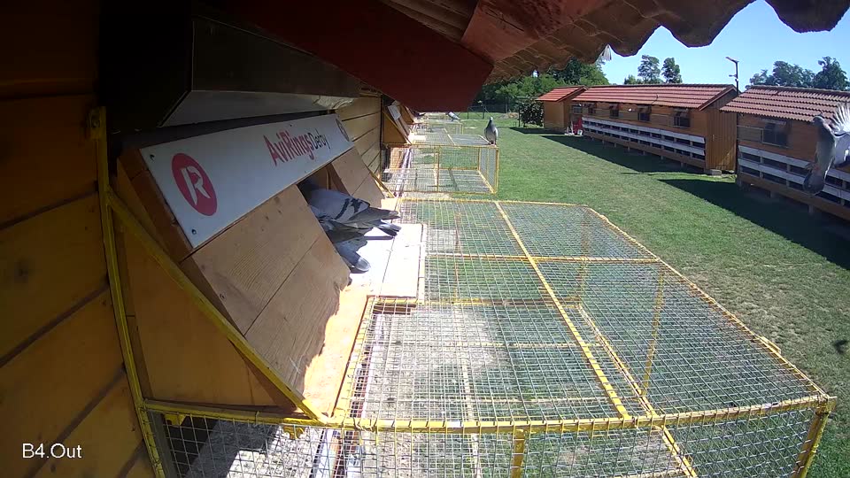 Pigeon Arrival Image For Race Race 2