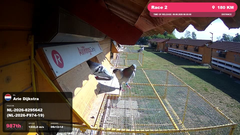 Pigeon Arrival Image For Race Race 2