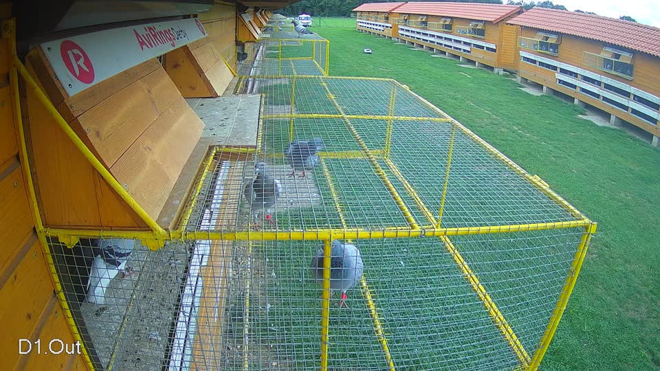 Pigeon Arrival Image For Race Final race 1