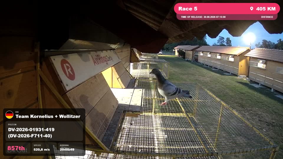 Pigeon Arrival Image For Race Race 5