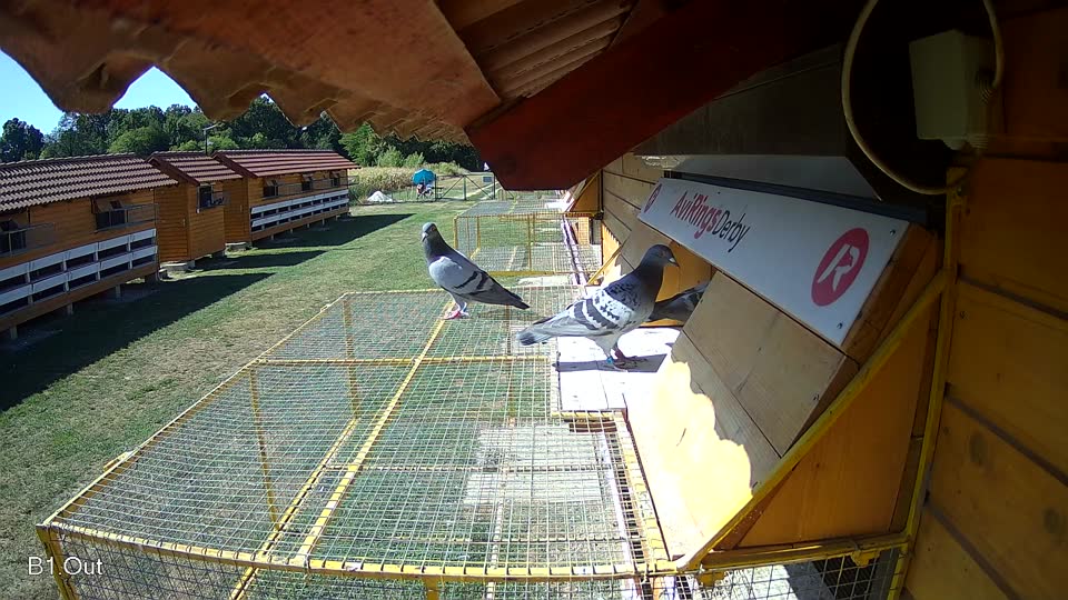 Pigeon Arrival Image For Race Race 3