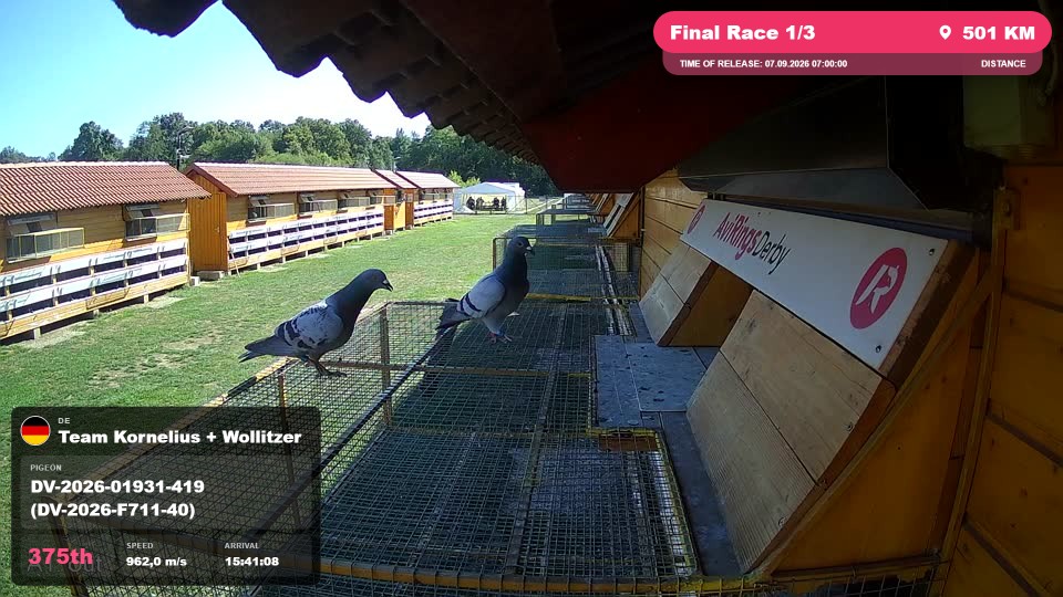 Pigeon Arrival Image For Race Final Race 1/3