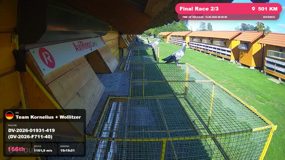 Pigeon Arrival Image For Race Final Race 2/3