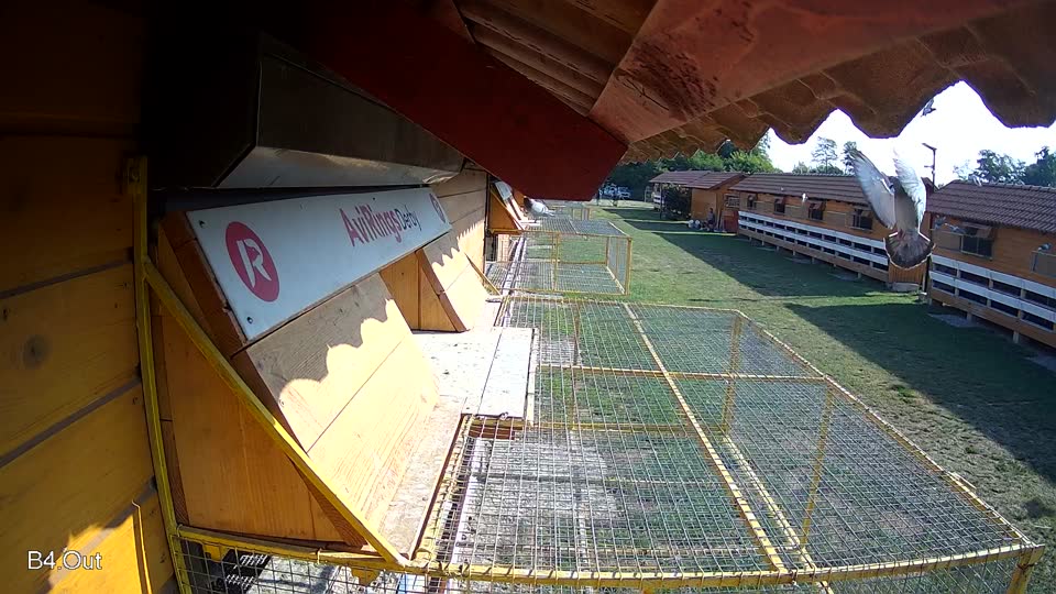 Pigeon Arrival Image For Race Race 1