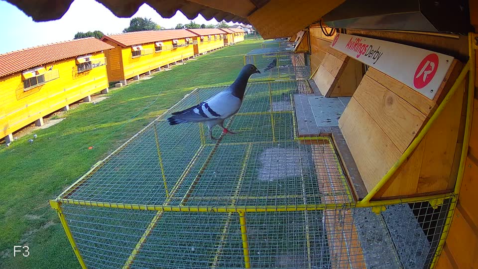 Pigeon Arrival Image For Race Race 4