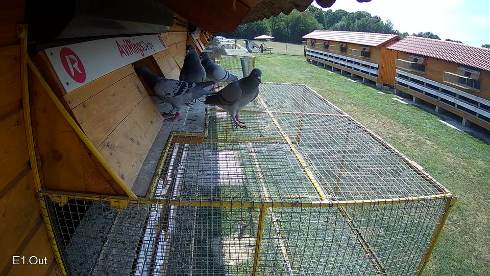 Pigeon Arrival Image For Race Race 4