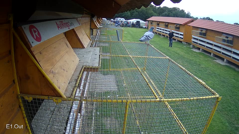 Pigeon Arrival Image For Race Final race 3