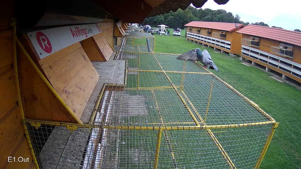 Pigeon Arrival Image For Race Final race 2