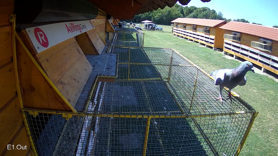 Pigeon Arrival Image For Race Race 5
