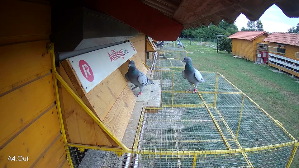 Pigeon Arrival Image For Race Race 3