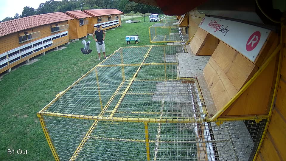 Pigeon Arrival Image For Race Final race 1