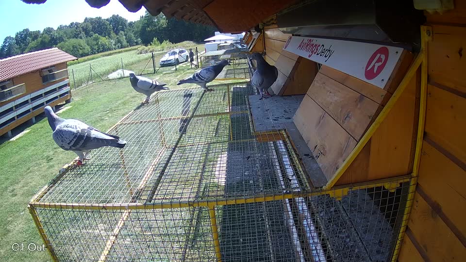 Pigeon Arrival Image For Race Race 5