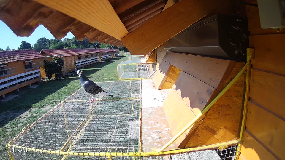 Pigeon Arrival Image For Race Race 2