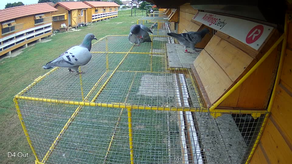 Pigeon Arrival Image For Race Race 3