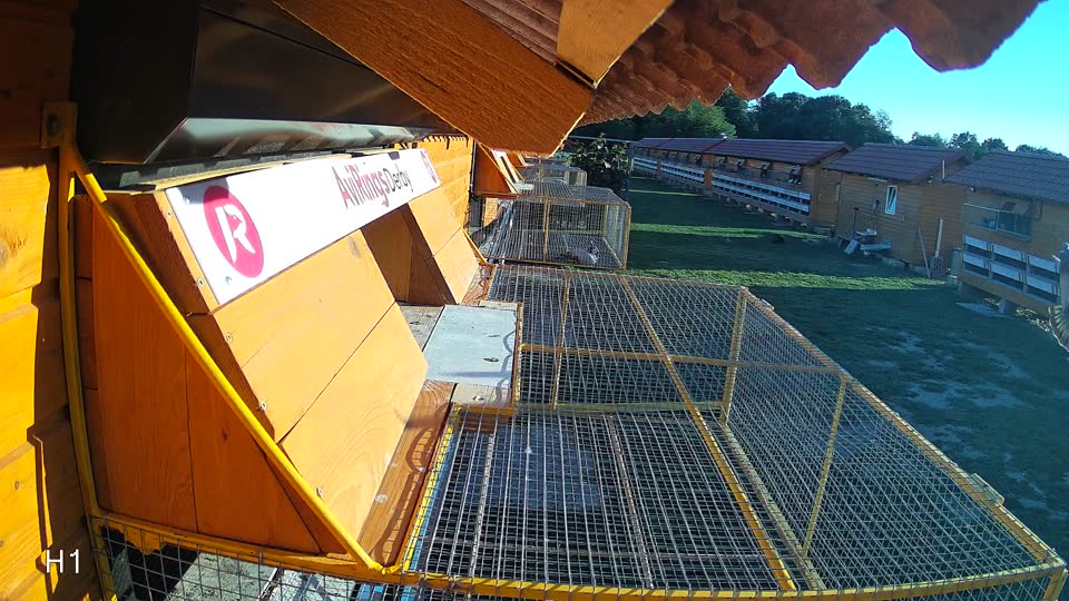 Pigeon Arrival Image For Race Race 4