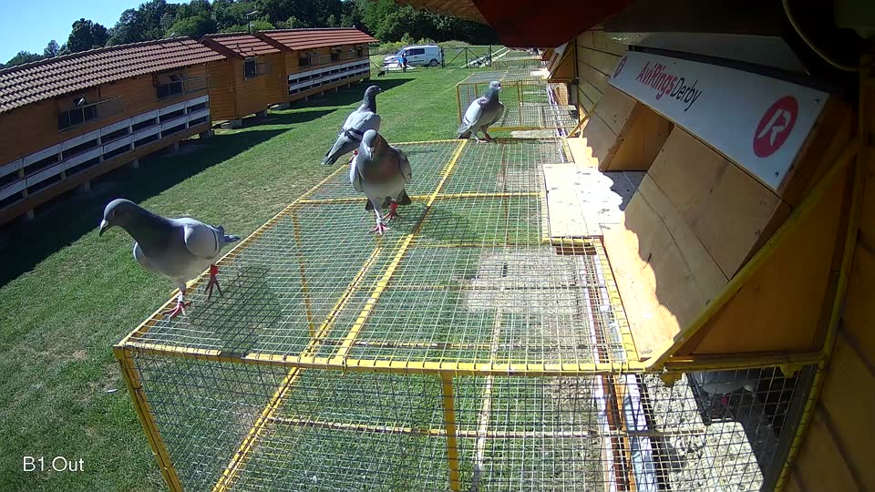 Pigeon Arrival Image For Race Race 2