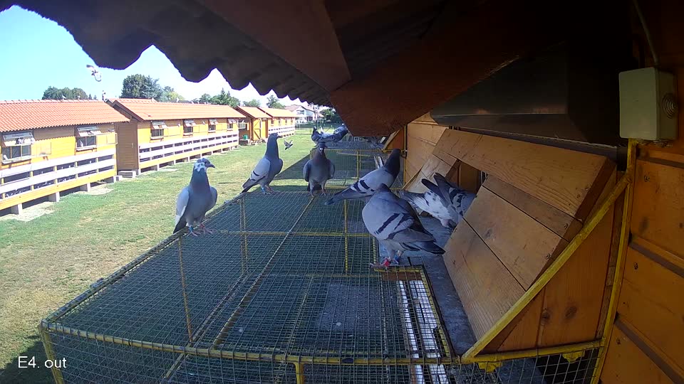 Pigeon Arrival Image For Race Race 2