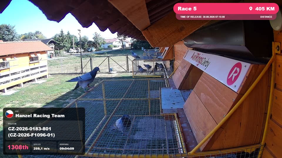 Pigeon Arrival Image For Race Race 5