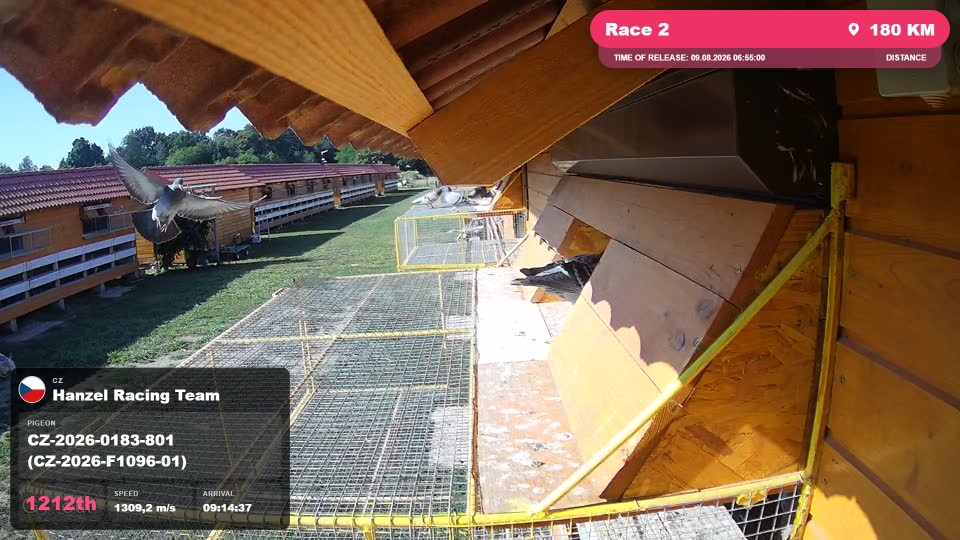 Pigeon Arrival Image For Race Race 2