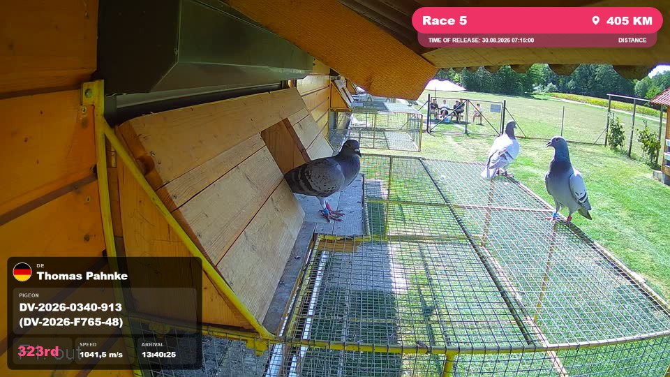 Pigeon Arrival Image For Race Race 5