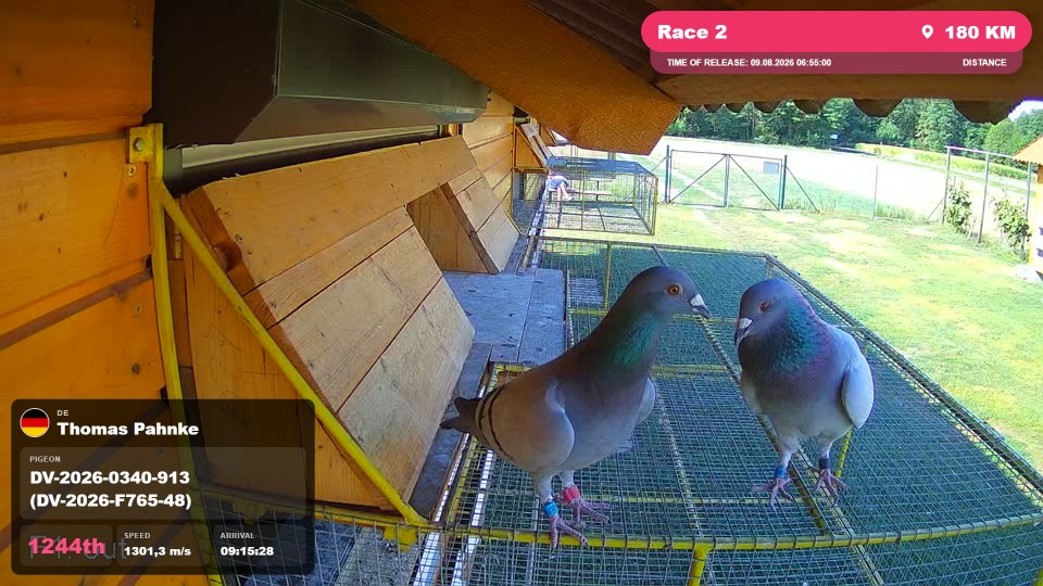 Pigeon Arrival Image For Race Race 2