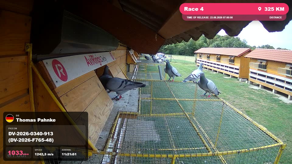 Pigeon Arrival Image For Race Race 4