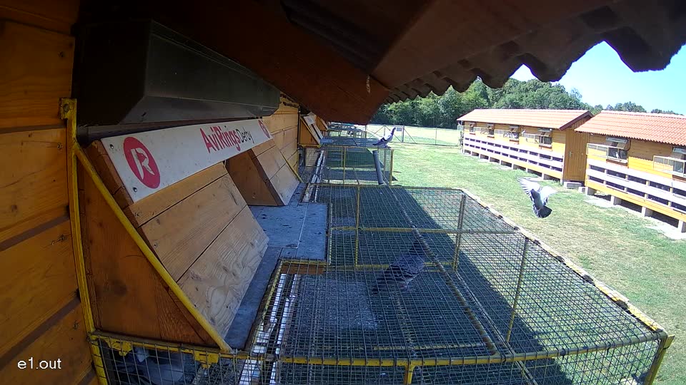 Pigeon Arrival Image For Race Race 3