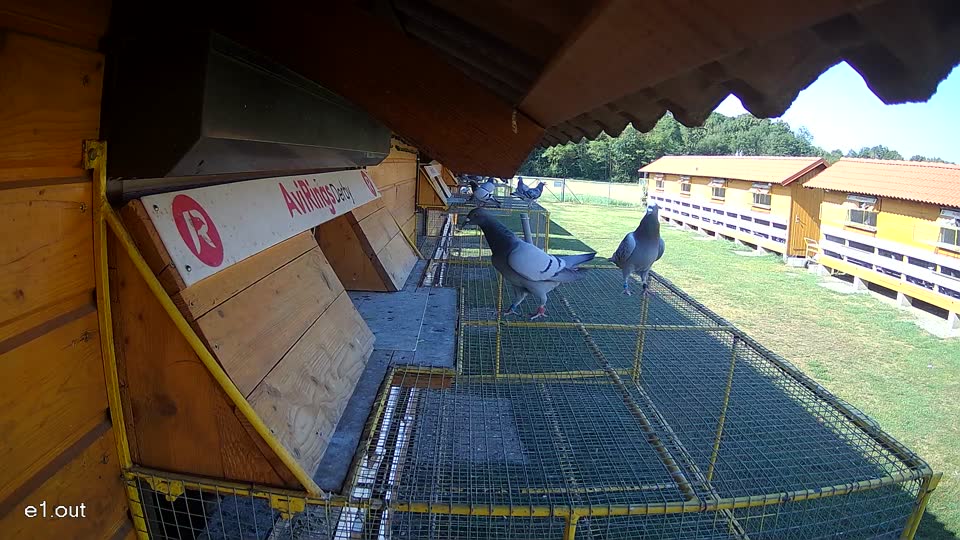 Pigeon Arrival Image For Race Race 2