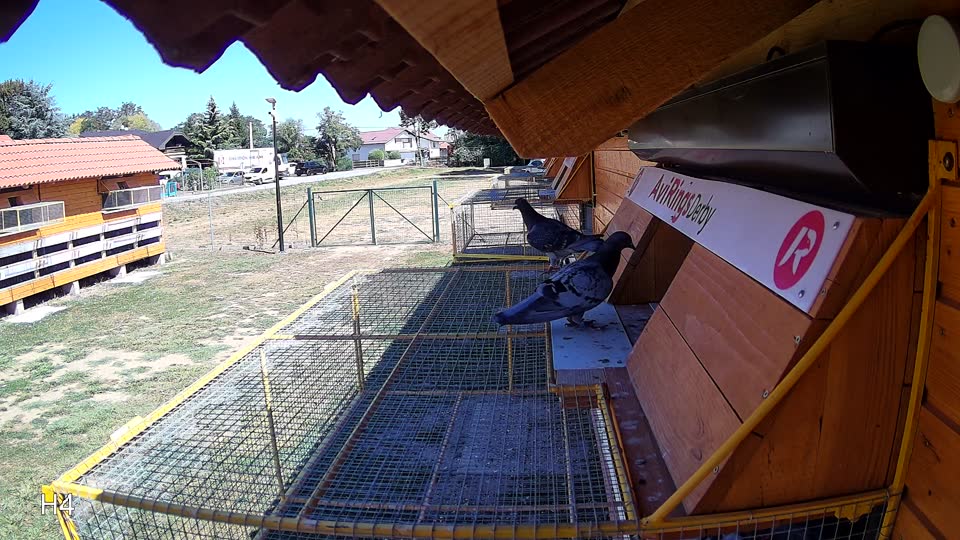Pigeon Arrival Image For Race Race 3