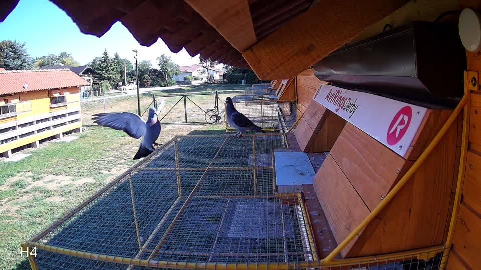 Pigeon Arrival Image For Race Race 2