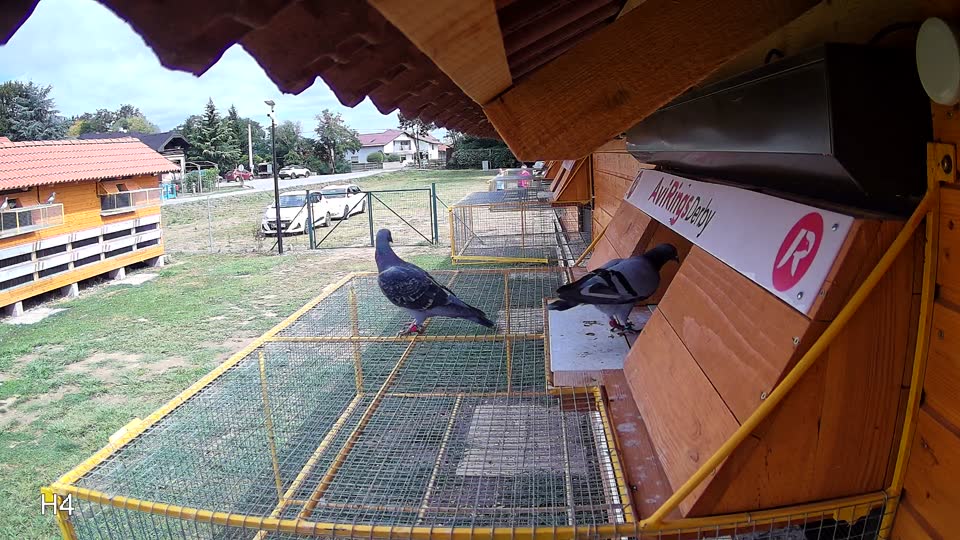 Pigeon Arrival Image For Race Race 4