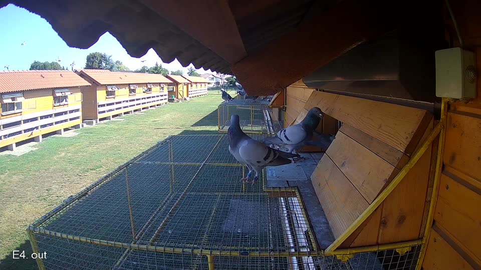 Pigeon Arrival Image For Race Race 2