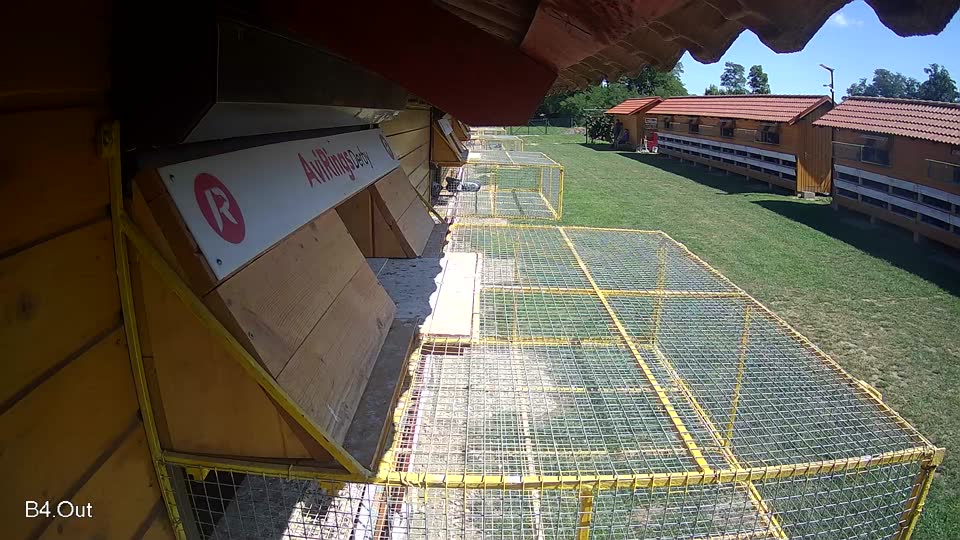 Pigeon Arrival Image For Race Race 2