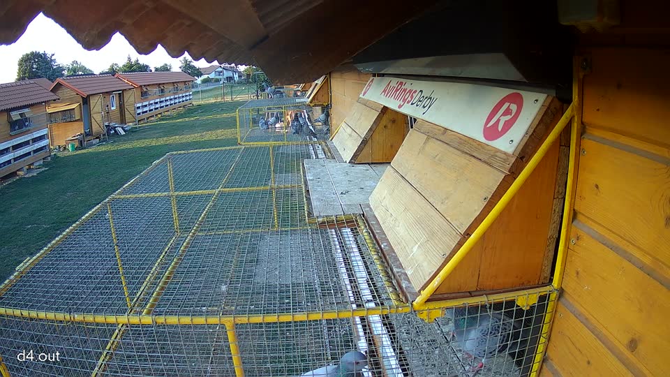 Pigeon Arrival Image For Race Race 2