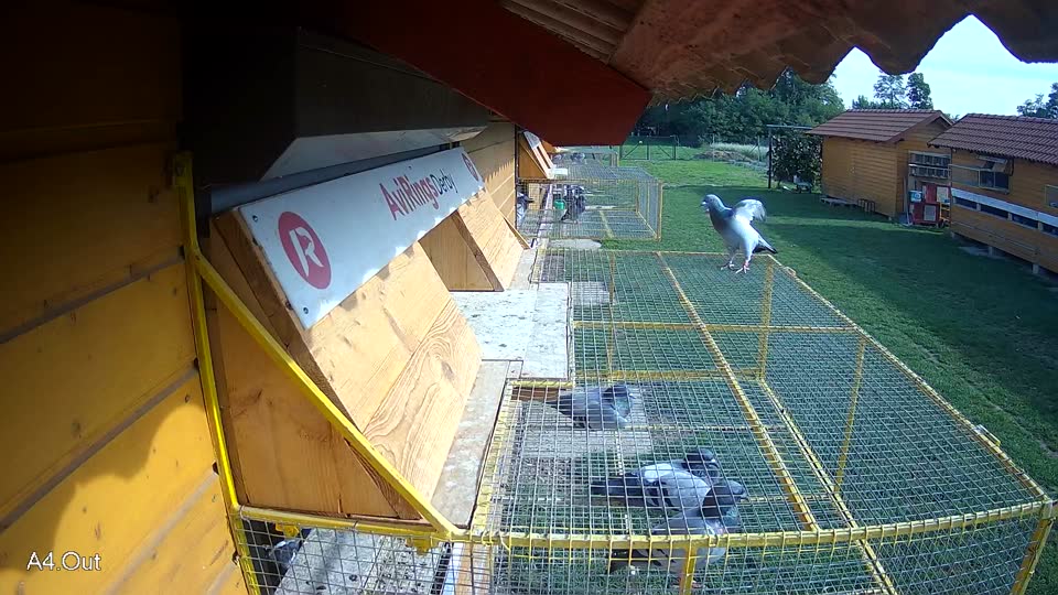 Pigeon Arrival Image For Race Final race 1