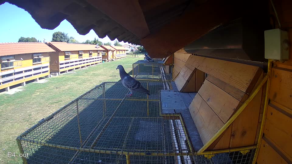 Pigeon Arrival Image For Race Race 3