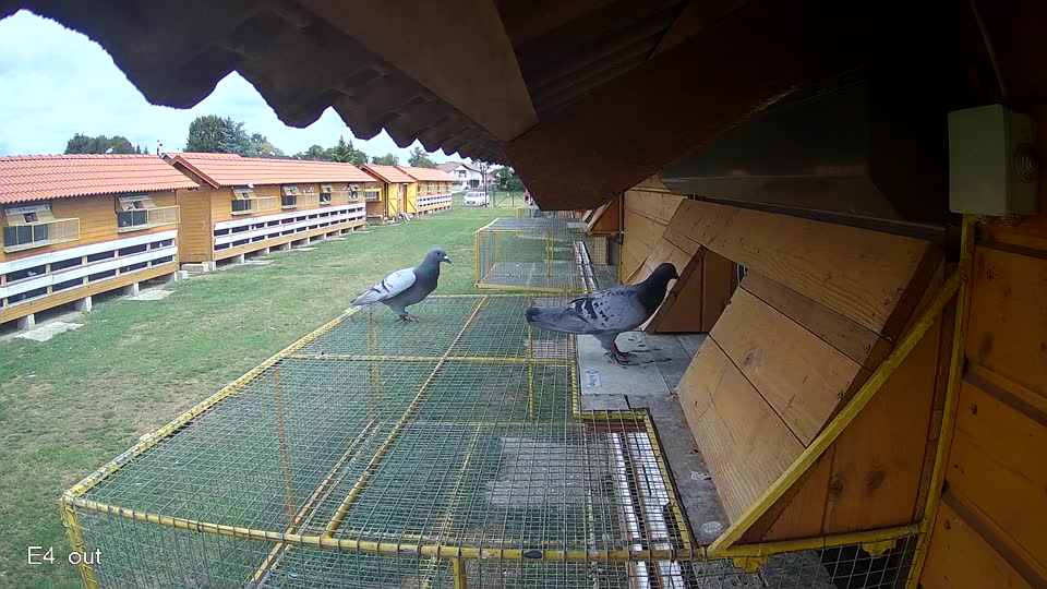 Pigeon Arrival Image For Race Race 4