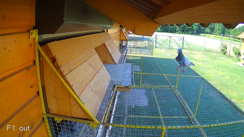 Pigeon Arrival Image For Race Race 1